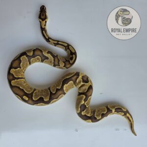 Fire Enchi het Candy