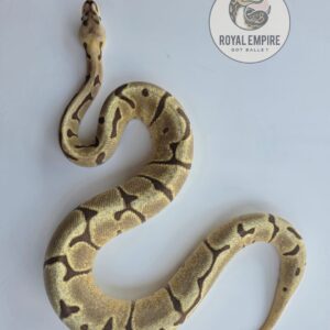 Fire Enchi Spider dh DG Clown