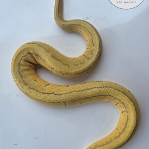 Pastel Enchi Pinstripe Hypo het DG