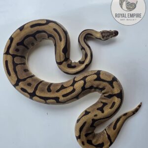 Spider enchi leo h tri