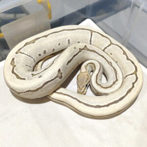 OD Pinstripe DG het Pied Proven Adult