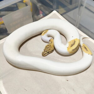 Leopard Specter DG Pied Adult Proven
