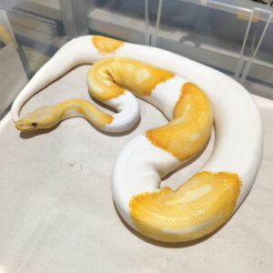Dreamsicle het Clown Adult Proven