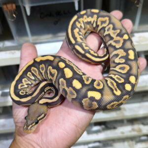 Black Pastel OD YB Hypo