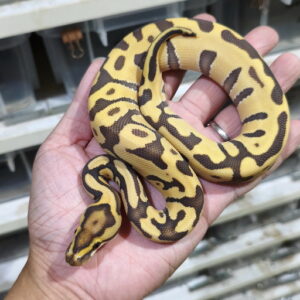 Enchi Leopard Hypo DG 66% het Clown