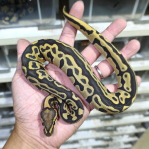 Leopard Hypo double het DG Clown